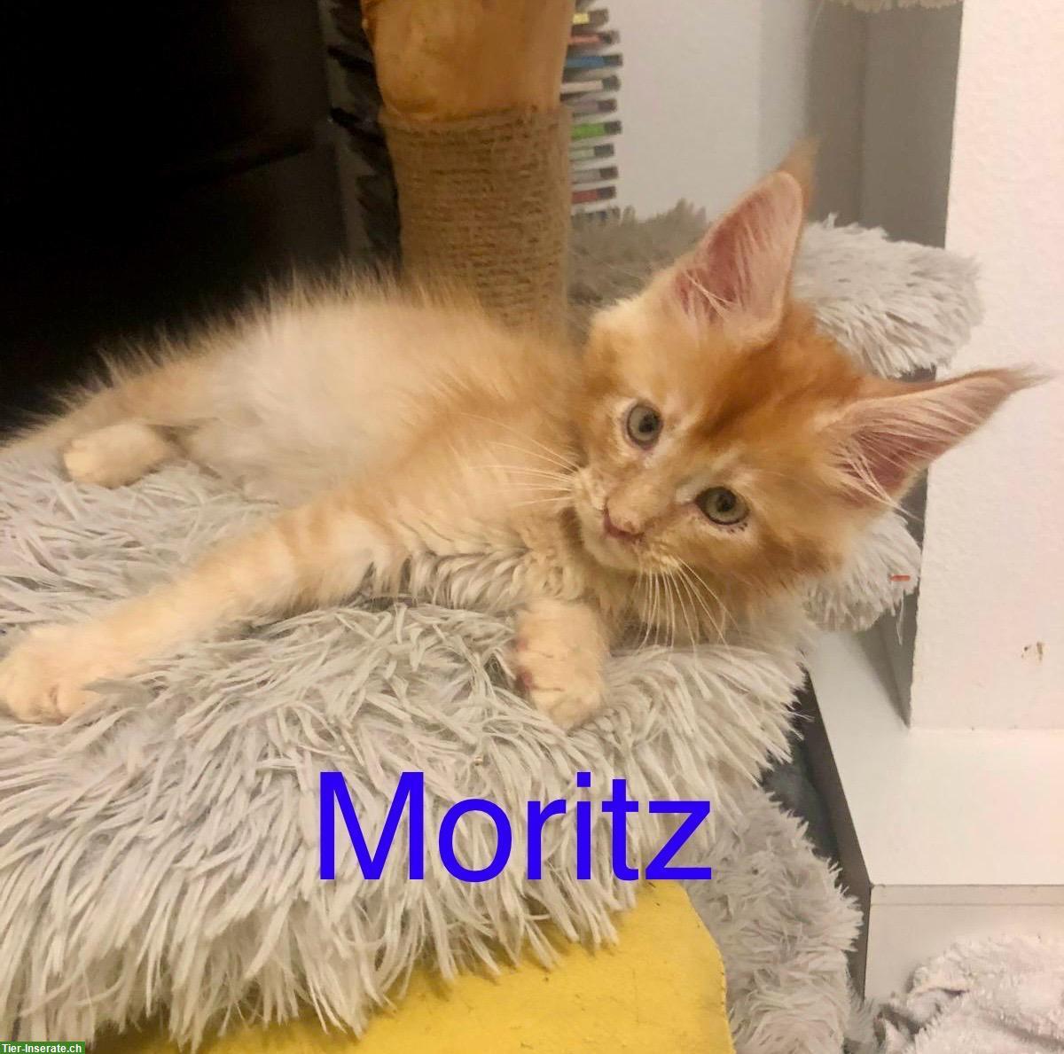 Bild 5: Reinrassige Maine Coon Kitten mit Stammbaum zu verkaufen
