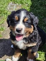 Berner Sennenhund Mischlingswelpen zu verkaufen