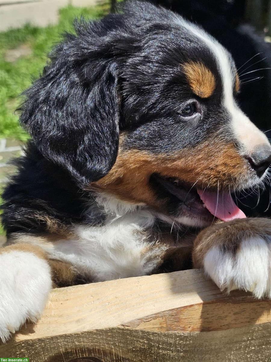 Bild 2: Berner Sennenhund Mischlingswelpen zu verkaufen