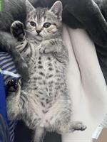 Reinrassige BKH Kitten Black Silver Whiskas