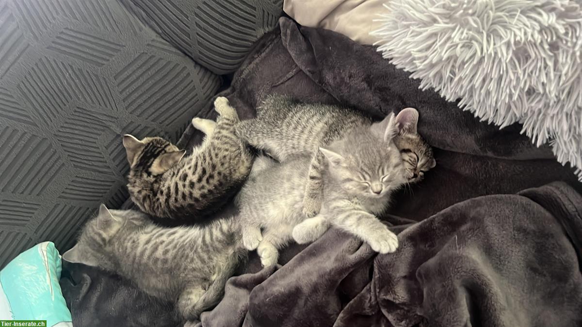 Bild 2: Reinrassige BKH Kitten Black Silver Whiskas