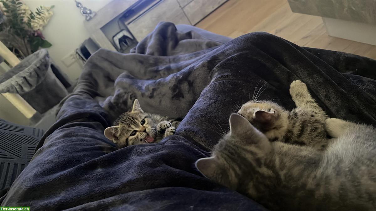 Bild 3: Reinrassige BKH Kitten Black Silver Whiskas