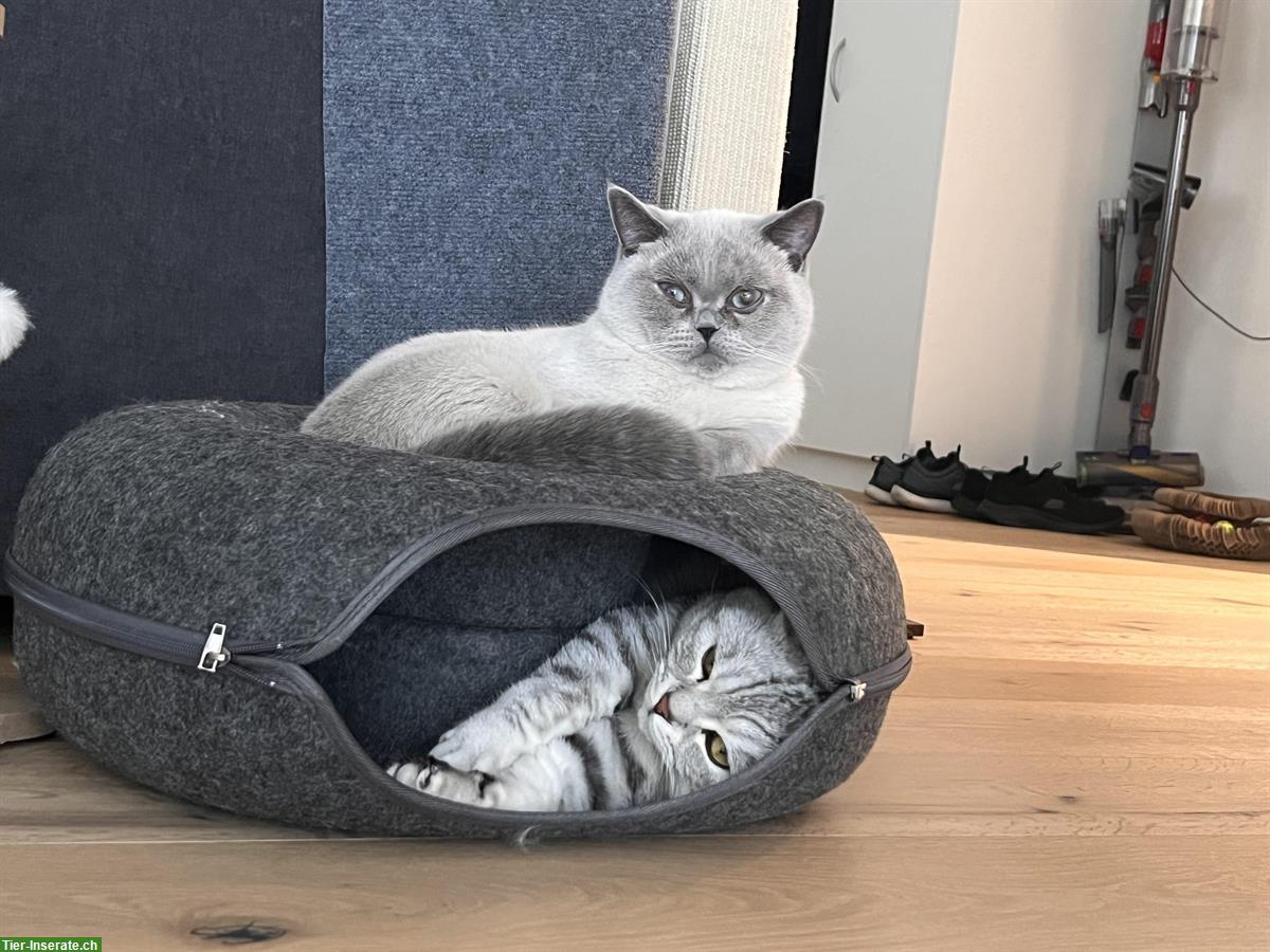 Bild 5: Reinrassige BKH Kitten Black Silver Whiskas