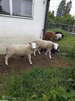 Suffolk Lammböcke + Texel Lammböcke