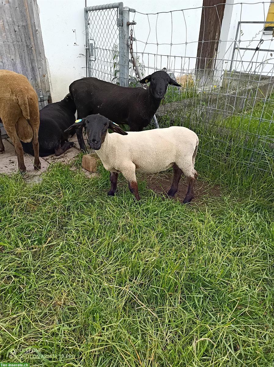 Bild 2: Suffolk Lammböcke + Texel Lammböcke