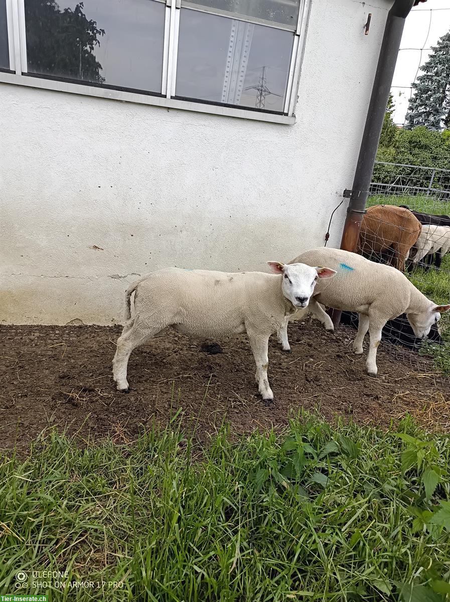 Bild 3: Suffolk Lammböcke + Texel Lammböcke