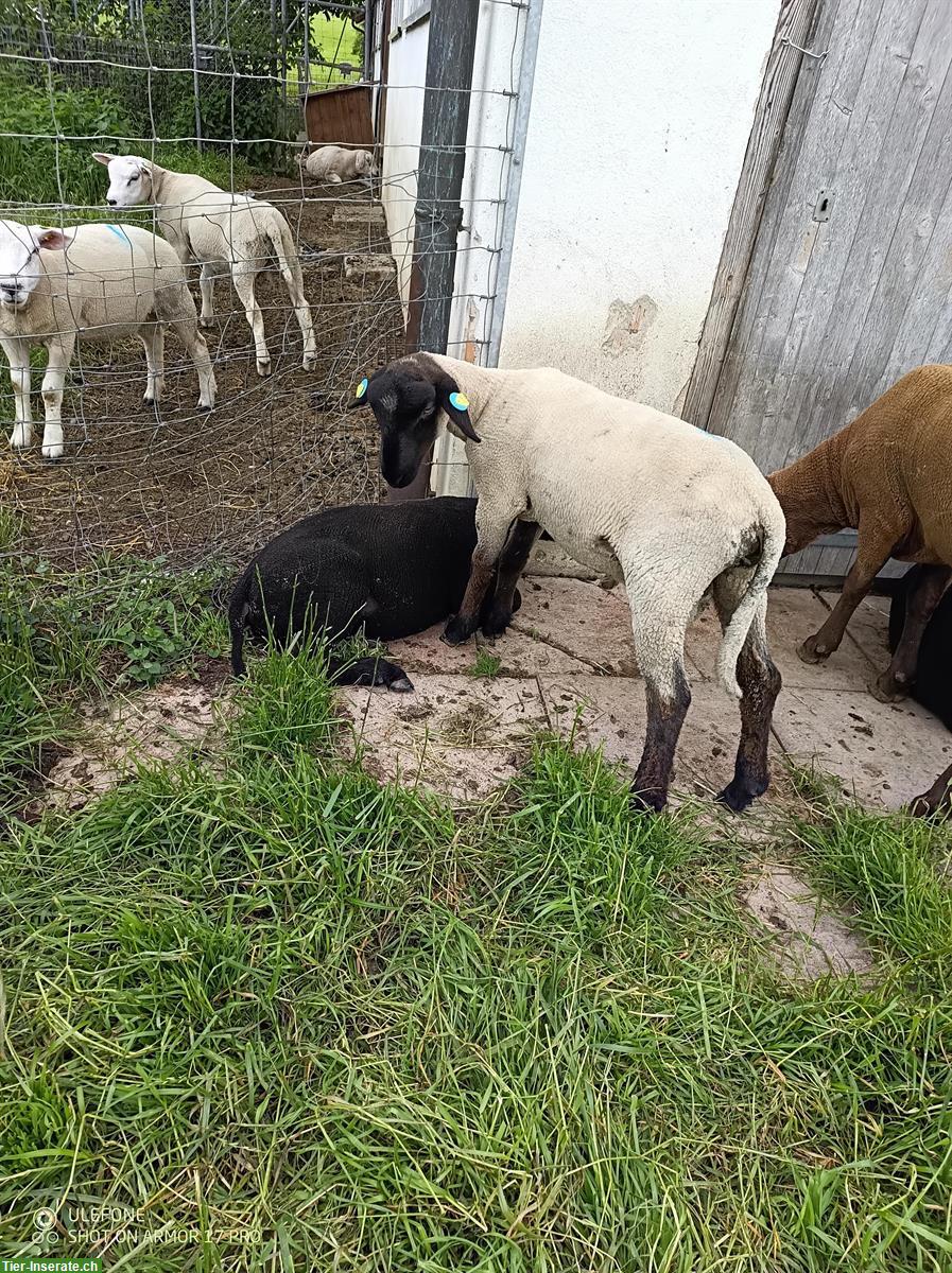 Bild 4: Suffolk Lammböcke + Texel Lammböcke