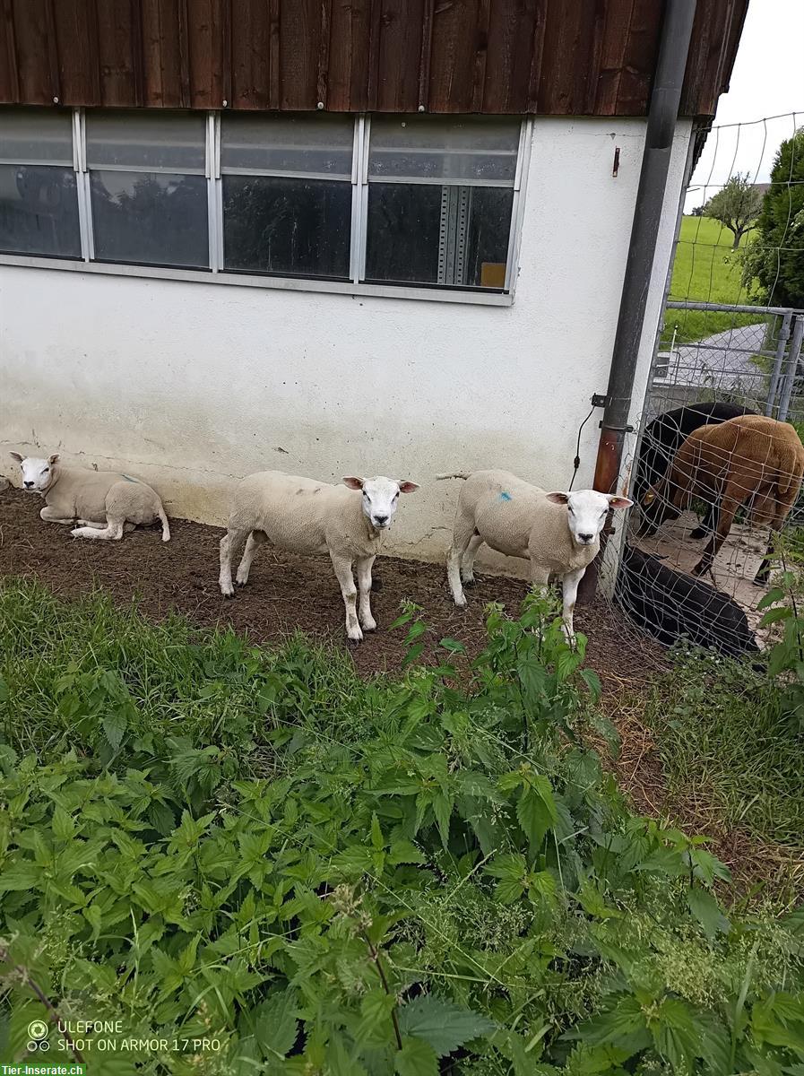 Bild 5: Suffolk Lammböcke + Texel Lammböcke