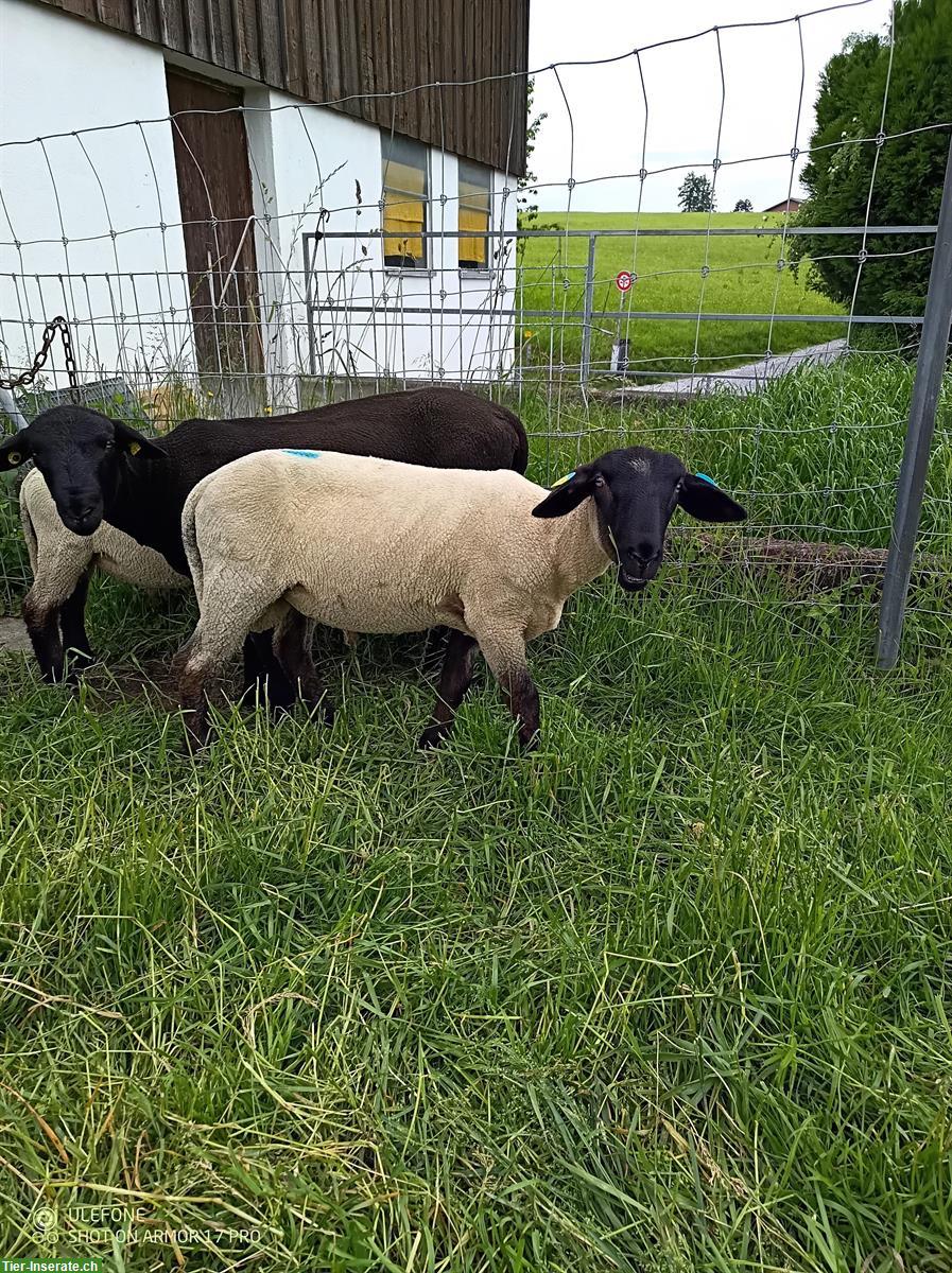 Bild 6: Suffolk Lammböcke + Texel Lammböcke
