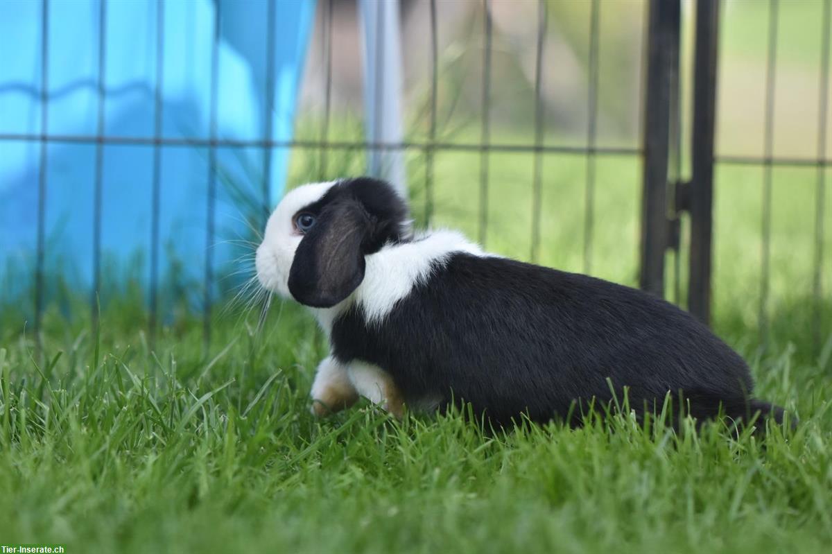 Bild 2: Minilop Weibchen sucht ein Zuhause