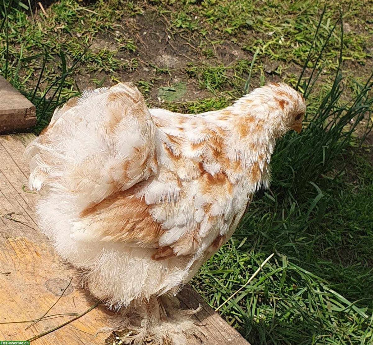 Junge Zwerg Cochin Hähne suchen ein neues Hühnerhöfli