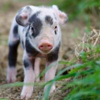 Turopolje Ferkel - ideal für ganzjährige Freilandhaltung