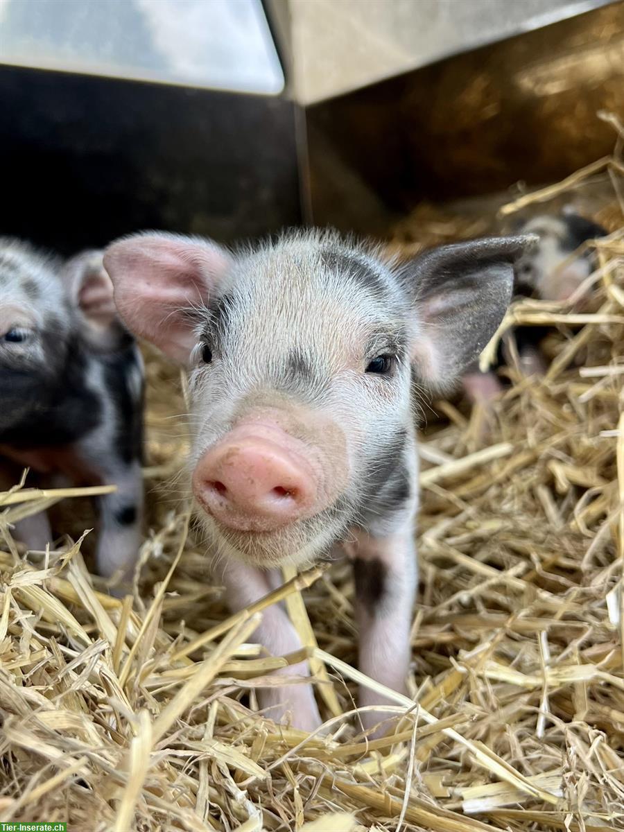 Bild 2: Turopolje Ferkel - ideal für ganzjährige Freilandhaltung