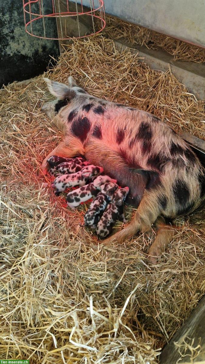 Bild 3: Turopolje Ferkel - ideal für ganzjährige Freilandhaltung