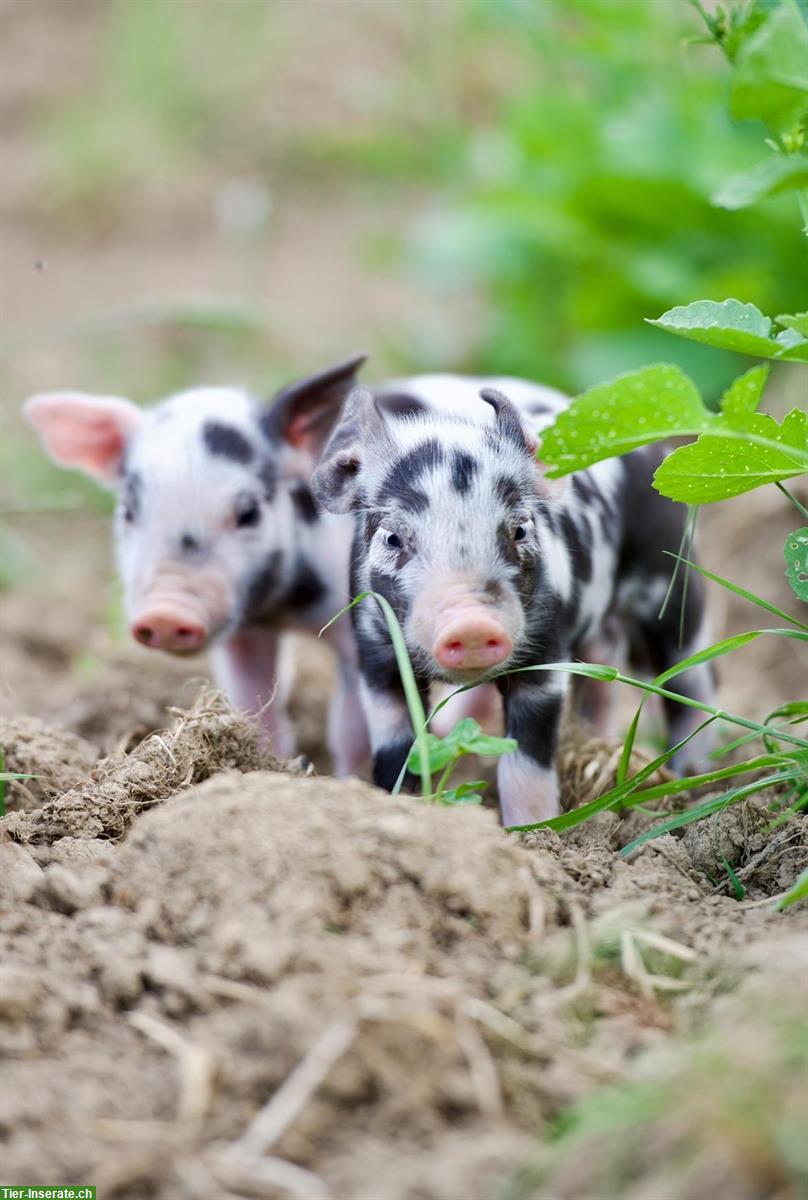Bild 6: Turopolje Ferkel - ideal für ganzjährige Freilandhaltung