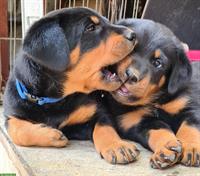 Beauceron Welpen direkt beim Züchter mit SKG/FCI-Papieren