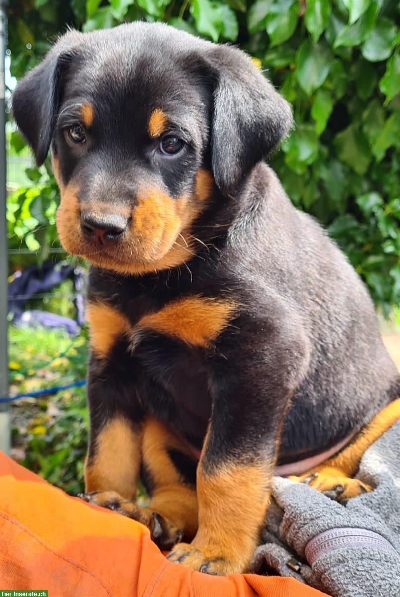 Bild 2: Beauceron Welpen direkt beim Züchter mit SKG/FCI-Papieren