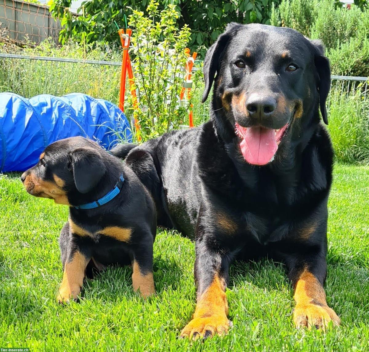 Bild 3: Beauceron Welpen direkt beim Züchter mit SKG/FCI-Papieren