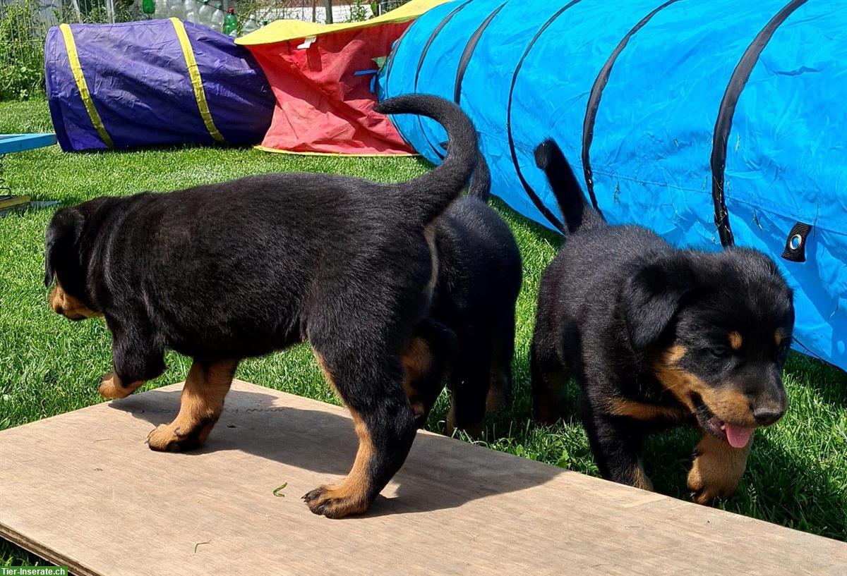 Bild 4: Beauceron Welpen direkt beim Züchter mit SKG/FCI-Papieren