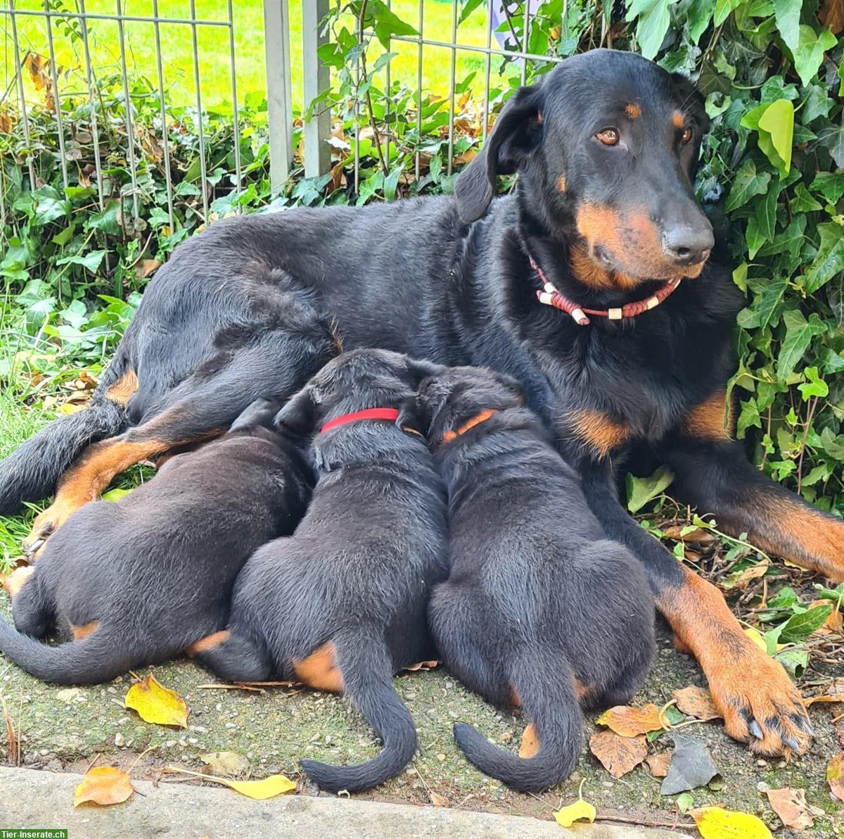 Bild 5: Beauceron Welpen direkt beim Züchter mit SKG/FCI-Papieren