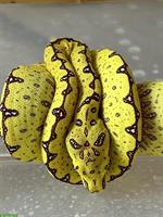 Morelia Viridis Blue Line (Sorong) Nachzuchten