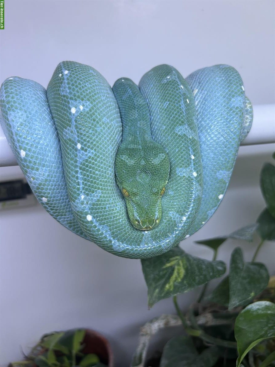 Bild 2: Morelia Viridis Blue Line (Sorong) Nachzuchten