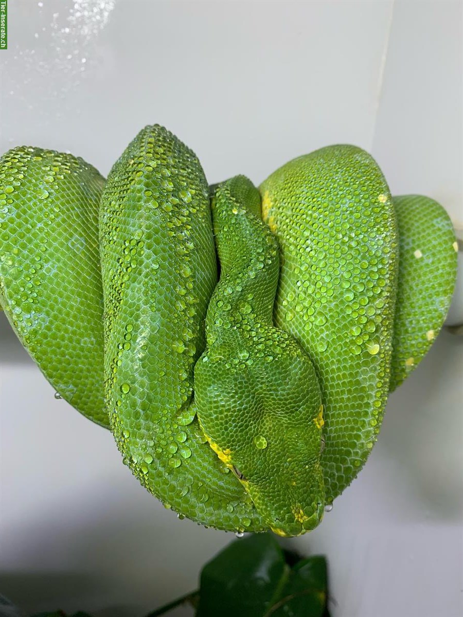 Bild 3: Morelia Viridis Blue Line (Sorong) Nachzuchten