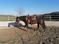 Quarter Horse Stute, 16-jährig