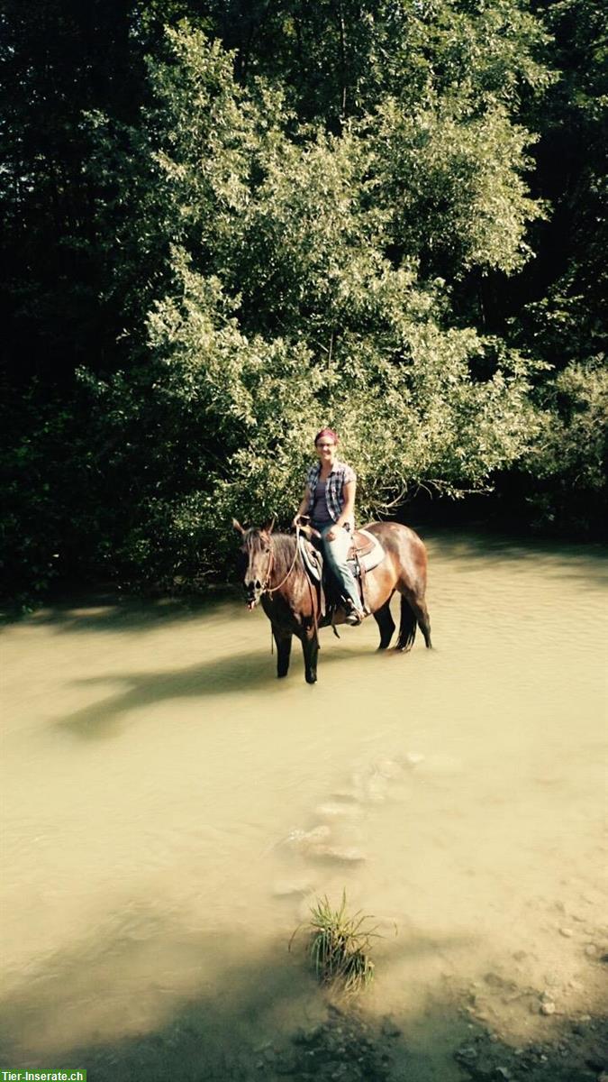 Bild 2: Quarter Horse Stute, 16-jährig