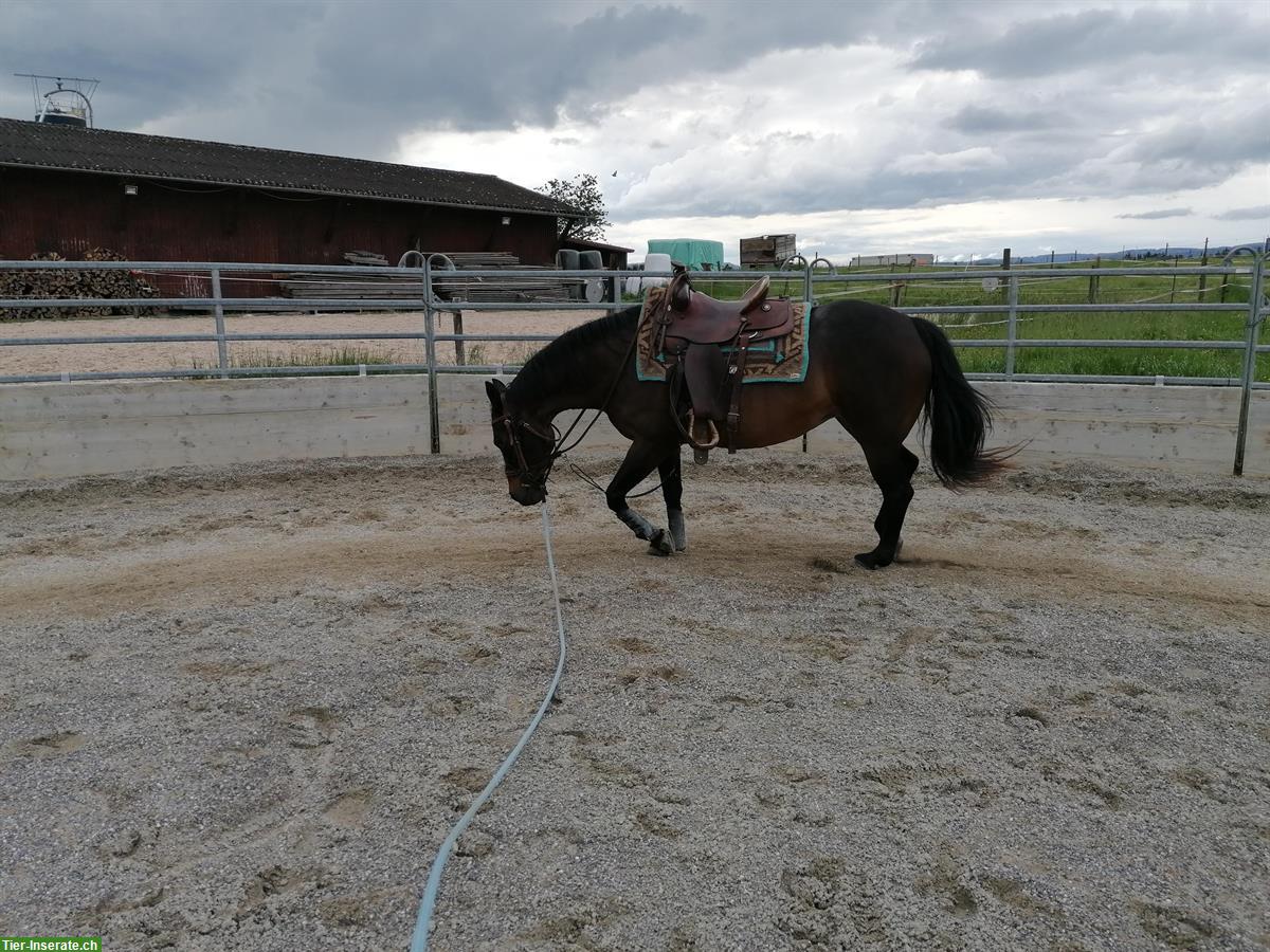 Bild 3: Quarter Horse Stute, 16-jährig