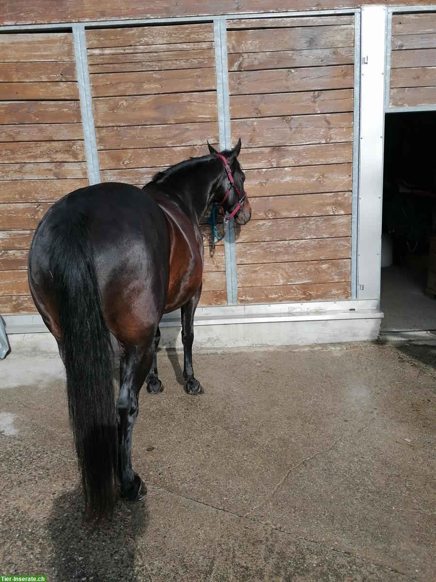 Bild 4: Quarter Horse Stute, 16-jährig