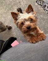 Yorkshire Terrier Deckrüde