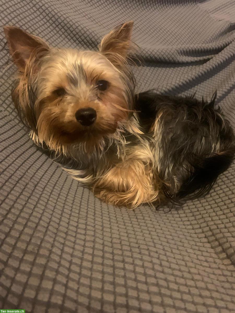 Bild 2: Yorkshire Terrier Deckrüde