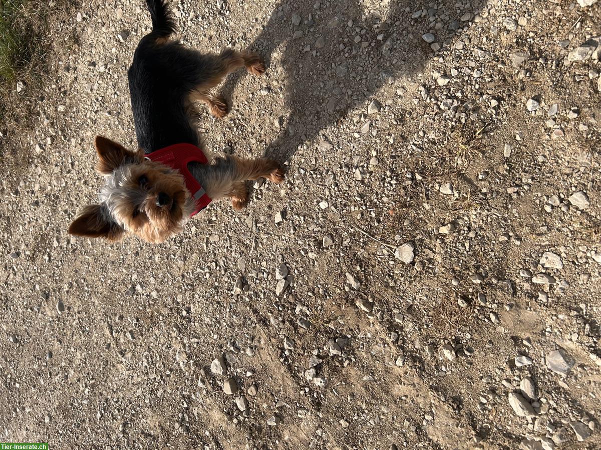 Bild 3: Yorkshire Terrier Deckrüde