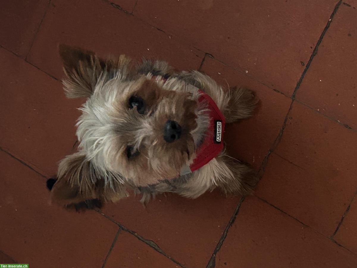 Bild 4: Yorkshire Terrier Deckrüde