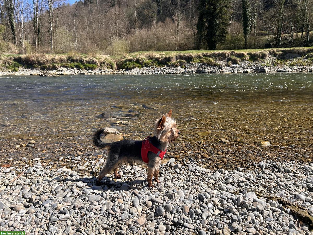 Bild 5: Yorkshire Terrier Deckrüde