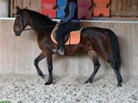 Toller lieber Andalusier Wallach, 8-jährig