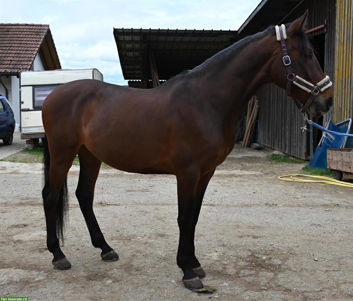 Bild 2: Toller lieber Andalusier Wallach, 8-jährig