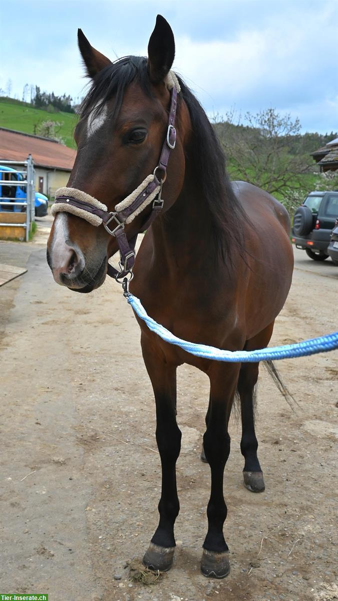 Bild 3: Toller lieber Andalusier Wallach, 8-jährig