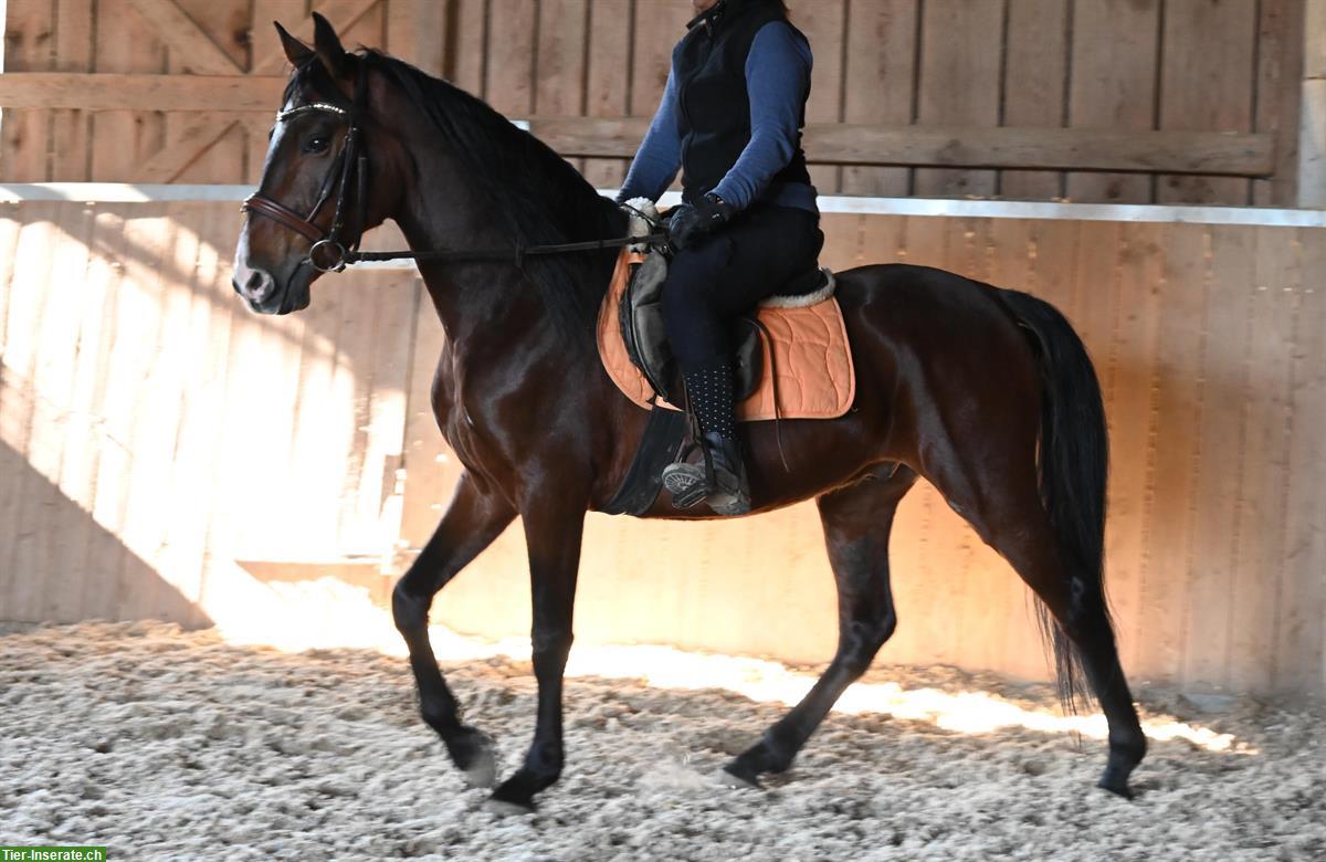 Bild 4: Toller lieber Andalusier Wallach, 8-jährig