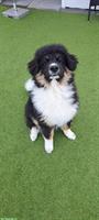 Leonberger x Berner Sennenhund Rüde, 7 Monate alt
