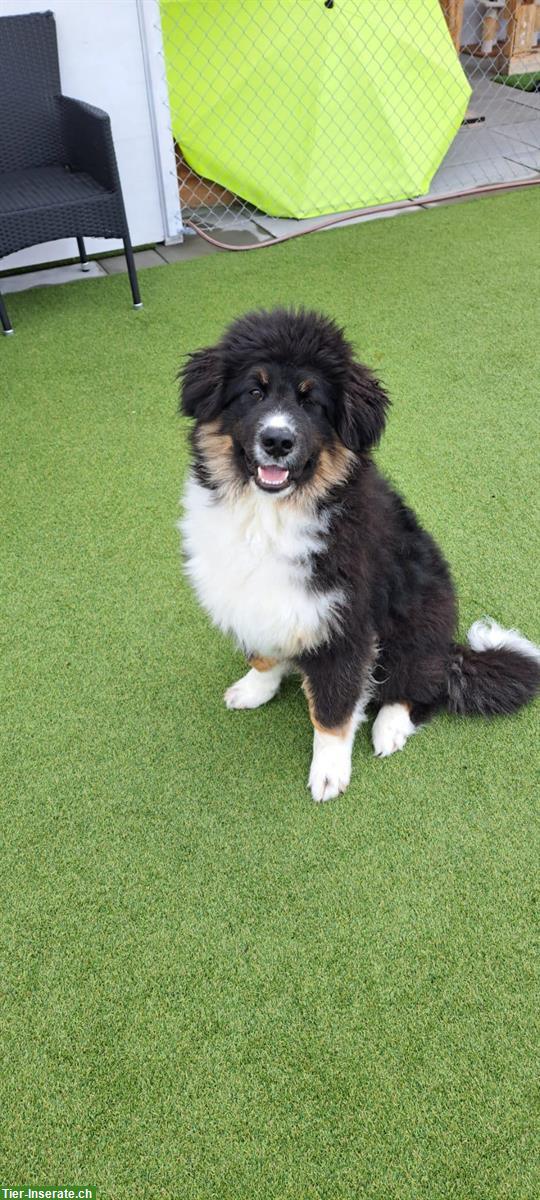 Bild 2: Leonberger x Berner Sennenhund Rüde, 7 Monate alt