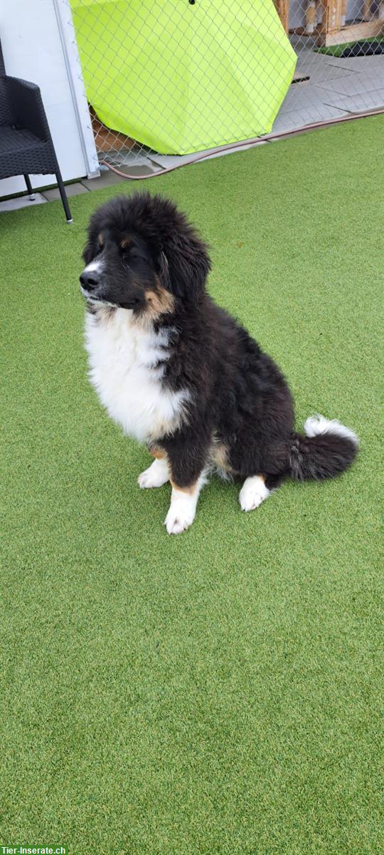 Bild 3: Leonberger x Berner Sennenhund Rüde, 7 Monate alt