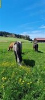 🐴Platz in 3er-Offenstall in Stalden bei Konolfingen