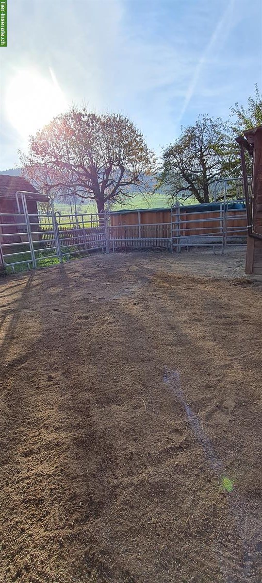 Bild 2: 🐴Platz in 3er-Offenstall in Stalden bei Konolfingen
