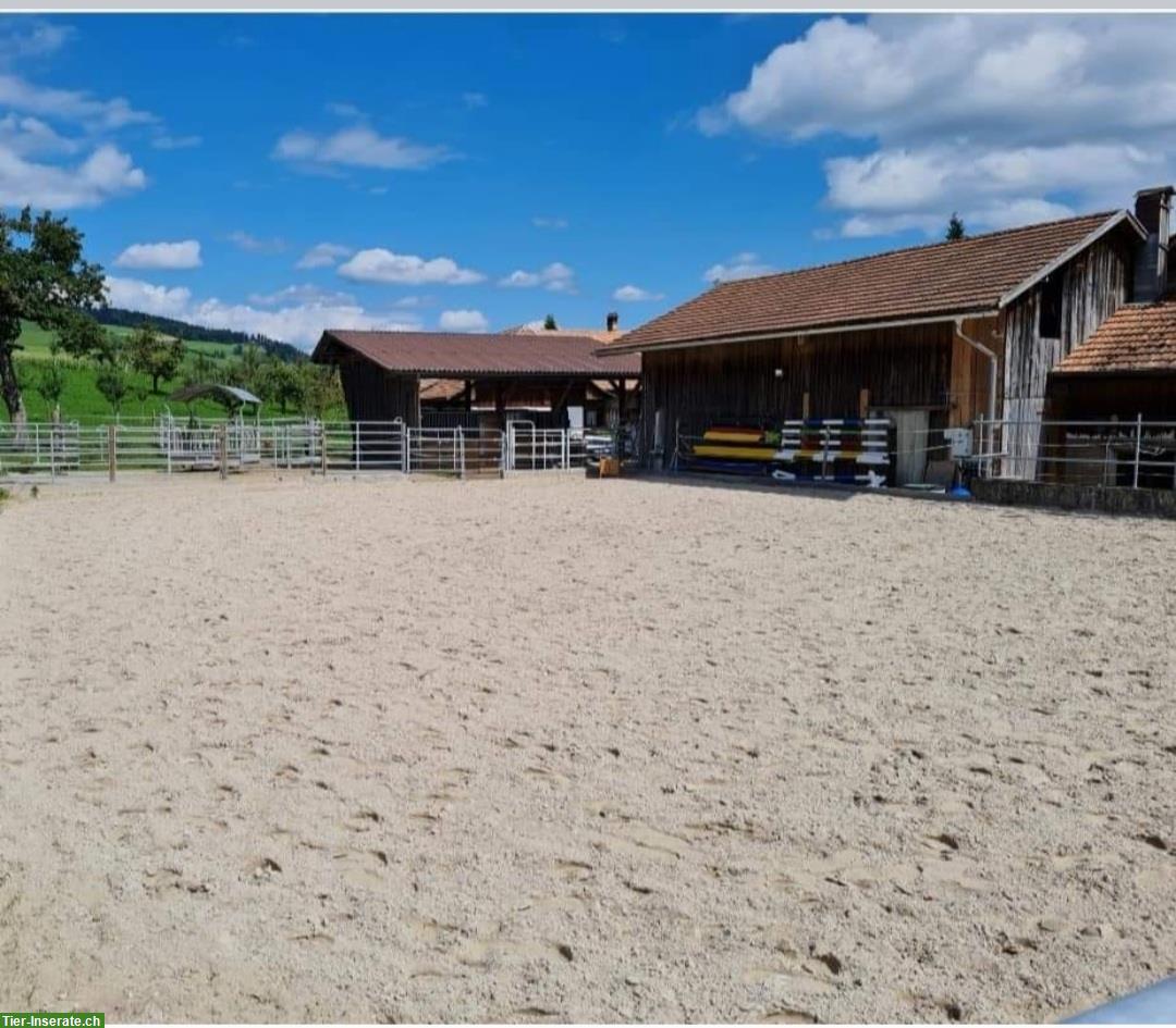 Bild 6: 🐴Platz in 3er-Offenstall in Stalden bei Konolfingen