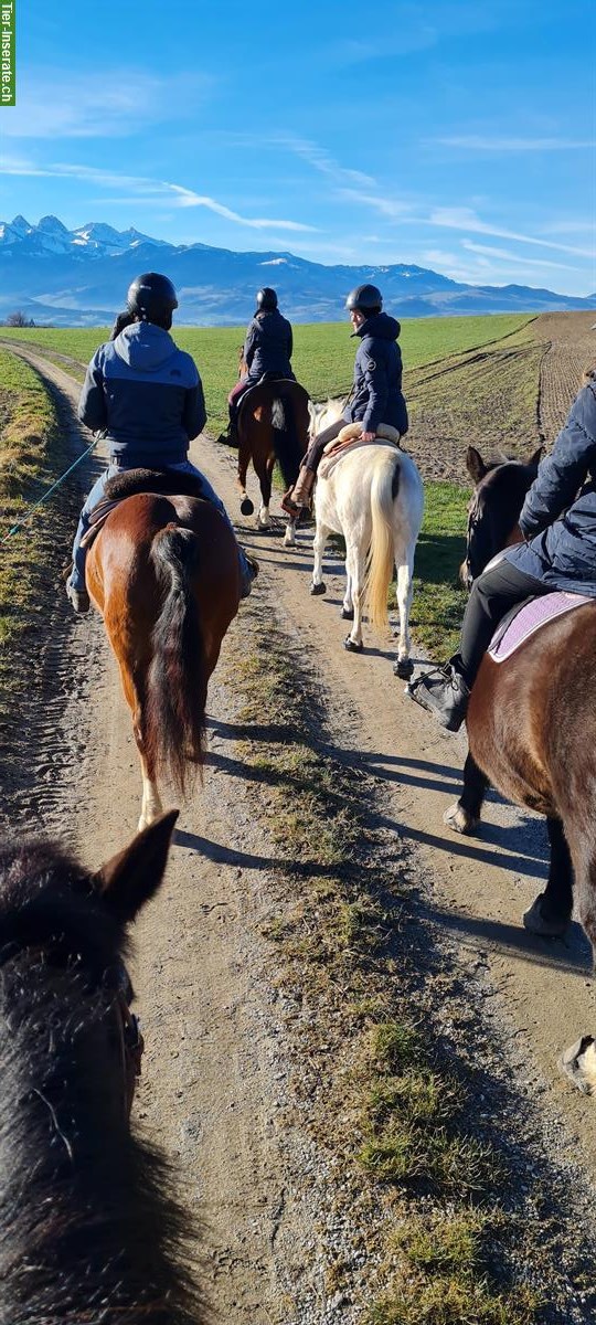 Bild 8: 🐴Platz in 3er-Offenstall in Stalden bei Konolfingen