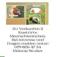 Junge Meeri's kastriert suchen für immer Zuhause