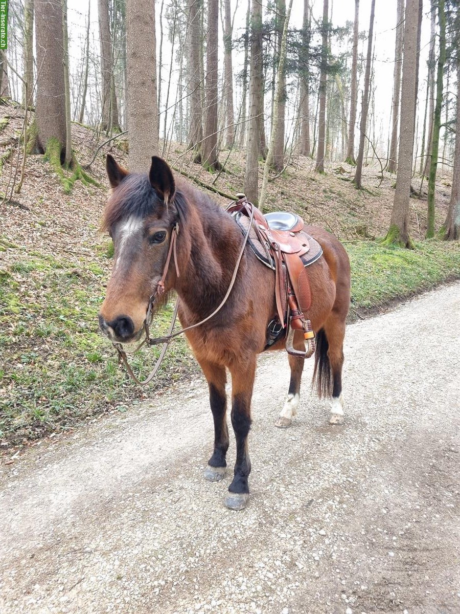 Biete Reitbeteiligung auf Pony Stute nähe Stadt Zürich