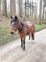 Biete Reitbeteiligung auf Pony Stute nähe Stadt Zürich